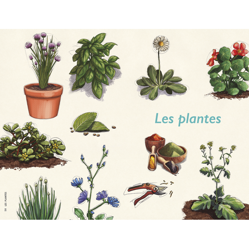 PLANTES CULINÀRIES AL BALCÓ